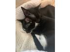 Adopt Pillow and Blanket (2 kittens) a Black & White or Tuxedo Abyssinian /
