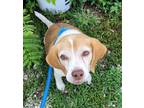 Adopt Copper a White Beagle / Mixed dog in Robinson, IL (38915391)