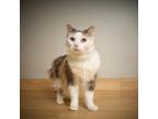 Adopt Pumpkin C13250 a Calico or Dilute Calico Domestic Longhair / Mixed cat in