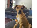 Adopt Viktor a Mixed Breed (Medium) / Mixed dog in Rancho Santa Fe