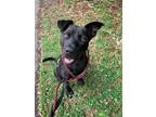 Adopt Keeko a Black Labrador Retriever / Mixed dog in Hilton Head, SC (38915091)