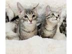 Adopt Jack Straw a Gray, Blue or Silver Tabby Domestic Shorthair (short coat)