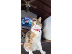 Adopt Reeses a Calico or Dilute Calico Calico / Mixed (medium coat) cat in San