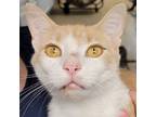 Adopt Waylon a Tan or Fawn Domestic Shorthair / Domestic Shorthair / Mixed cat