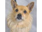 Adopt Thumper a Tan/Yellow/Fawn Mixed Breed (Small) / Mixed dog in Lindenwold