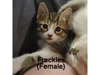 Adopt Freckles AD Ziggas a Tan or Fawn Domestic Mediumhair / Mixed cat in