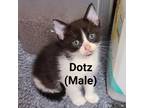 Adopt Dotz AD Ziggas a All Black Domestic Mediumhair / Mixed cat in Tallahassee