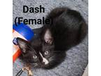 Adopt Dash AD Ziggas a All Black Domestic Mediumhair / Mixed cat in Tallahassee
