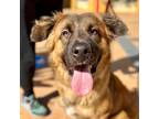 Adopt Rascal a Tan/Yellow/Fawn - with Black German Shepherd Dog / Mixed dog in