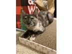 Adopt Mama a Tortoiseshell American Shorthair / Mixed (short coat) cat in San