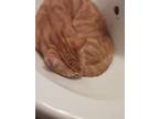 Adopt Ginger a Orange or Red Egyptian Mau / Mixed cat in San Diego