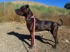 Adopt Pharoah a Black - with White Shar Pei / American Pit Bull Terrier / Mixed