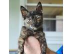 Adopt McGriddle a Tortoiseshell Domestic Shorthair / Mixed cat in St.Jacob