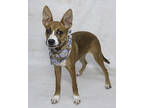 Adopt Kleo a Tan/Yellow/Fawn Shepherd (Unknown Type) / Mixed dog in Salina