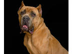 Adopt Carmella a Brown/Chocolate Cane Corso / Mixed dog in Westampton