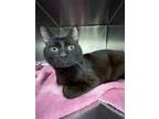 Adopt Vito a All Black Domestic Shorthair / Mixed cat in Westampton