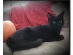 Adopt Katy a Black (Mostly) Domestic Shorthair (short coat) cat in Enterprise