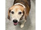 Adopt Jill a Tricolor (Tan/Brown & Black & White) Beagle / Mixed dog in Houston