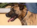 Adopt Max a Brindle - with White German Shepherd Dog / Mixed dog in Los Angeles