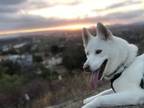 Adopt Lola a White Husky / Silky Terrier / Mixed dog in Chula Vista