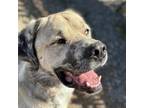 Adopt Bruno a White - with Tan, Yellow or Fawn Mastiff / Catahoula Leopard Dog /