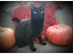 Adopt Booger a Black (Mostly) Domestic Shorthair (short coat) cat in Enterprise