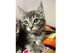 Adopt Frigg a Gray, Blue or Silver Tabby Domestic Mediumhair (short coat) cat in