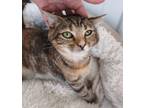 Adopt Valarie a Orange or Red Domestic Mediumhair / Domestic Shorthair / Mixed