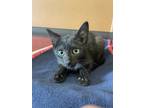 Adopt Billy a All Black Domestic Shorthair / Domestic Shorthair / Mixed cat in