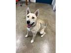 Adopt Ice Man (Thor) a White Husky / Mixed dog in Jasper, IN (34723797)