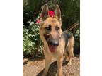 Adopt Bella a Brown/Chocolate - with Tan German Shepherd Dog / Mixed dog in