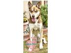 Adopt Clyde a Brown/Chocolate - with White Husky / Shepherd (Unknown Type) /