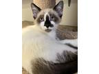 Adopt Sir a Cream or Ivory (Mostly) Snowshoe (short coat) cat in Hollister