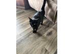 Adopt Mooch a Bombay / Mixed (short coat) cat in Scottsboro, AL (38913922)