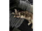 Adopt Chloe and Callie a Domestic Shorthair / Mixed (short coat) cat in
