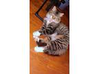 Adopt Bougie a Gray, Blue or Silver Tabby Domestic Mediumhair (long coat) cat in