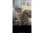 Adopt Lan a Gray, Blue or Silver Tabby Tabby / Mixed (short coat) cat in San
