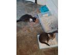 Adopt Kitts a Black & White or Tuxedo American Shorthair (short coat) cat in