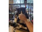Adopt Mojo Jojo a Black & White or Tuxedo Domestic Mediumhair (medium coat) cat