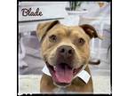 Adopt Blade a Brown/Chocolate - with Tan Mixed Breed (Medium) / Mixed dog in
