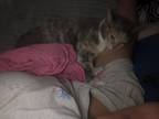 Adopt Calypso a Calico or Dilute Calico Manx / Mixed (short coat) cat in
