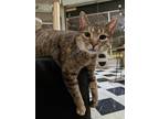 Adopt Gypsy a Brown Tabby Domestic Shorthair (short coat) cat in St Paul