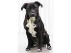 Adopt Hogan a Black - with White Labrador Retriever / Border Collie / Mixed dog