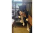 Adopt Cyborg a Black & White or Tuxedo Domestic Shorthair (short coat) cat in
