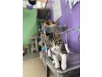 Adopt Echo a Gray or Blue Domestic Shorthair / Domestic Shorthair / Mixed cat in