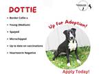 Adopt Dottie a Black - with White Border Collie / Mixed dog in Mt Sterling
