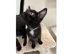 Adopt Fouquet a Black (Mostly) Domestic Shorthair (short coat) cat in Hollister