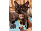 Adopt Fauna a Black & White or Tuxedo Domestic Shorthair (medium coat) cat in