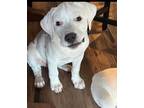 Adopt Summer a White Labrador Retriever / Mixed dog in Appleton, WI (38912452)
