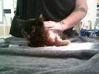 Adopt Jasper a All Black Domestic Shorthair / Domestic Shorthair / Mixed cat in